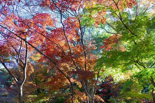 秋の気配・色づき始めたモミジ 秋の気配・色づき始めたモミジ 紅葉,秋,モミジの写真素材