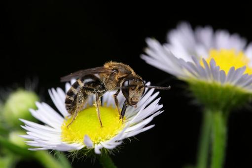 コハナバチの仲間の写真