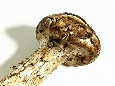 松茸の傘 松茸,きのこ,食べ物の写真素材