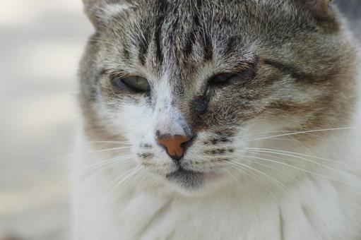 ねこ ねこの写真