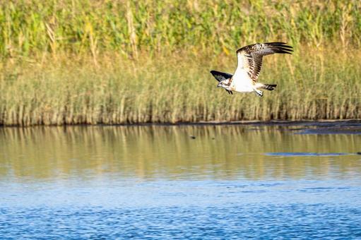 ミサゴ(73) ミサゴ(73)の写真