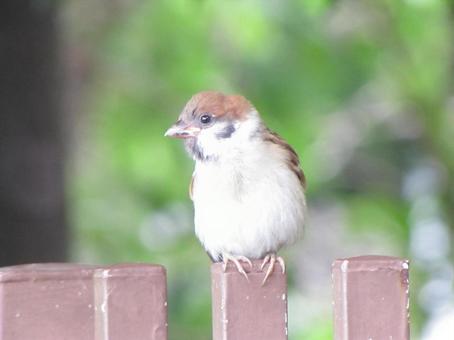 スズメb スズメbの写真