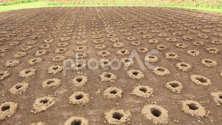 花を植えるためにあけた穴 土,穴,花畑の写真素材