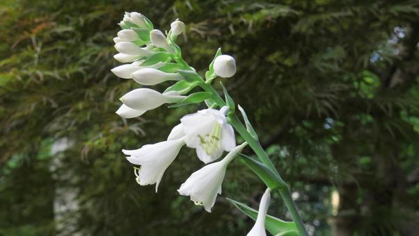 ギボウシの花 ギボウシの花の写真