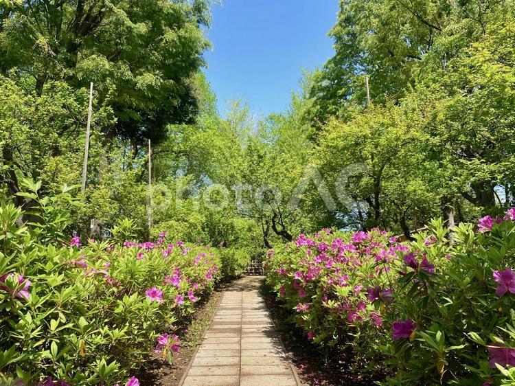 こもれびさんぽ１１（羽根木公園）つつじ 小道,散策路,グリーンの写真素材