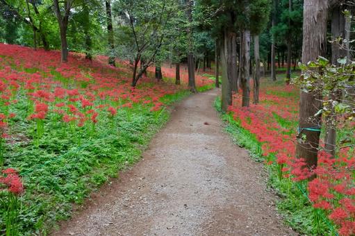 彼岸花 ヒガンバナ,花,赤の写真素材