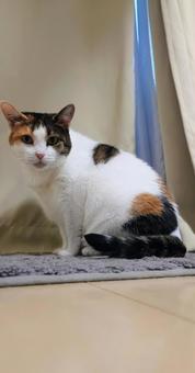 三毛猫 三毛猫 猫,ねこ,ネコの写真素材