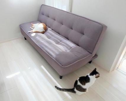 ソファと猫_13 ソファと猫_13 猫画像,ねこ写真,ソファの写真素材
