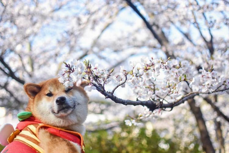 桜と柴犬 桜,さくら,自然の写真素材