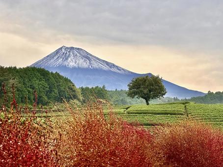 コキア越しに見る茶畑と初冠雪の富士山 コキア越しに見る茶畑と初冠雪の富士山 富士山,茶畑,お茶の写真素材