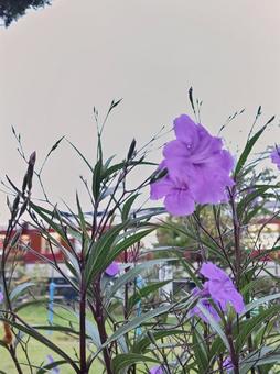 ヤナギバルソウソウの写真