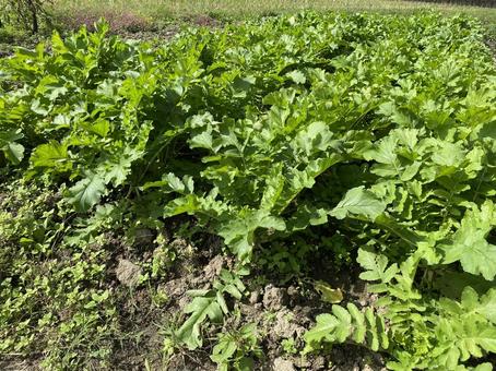 収穫前の大根 収穫前の大根 作物,収穫,野菜の写真素材