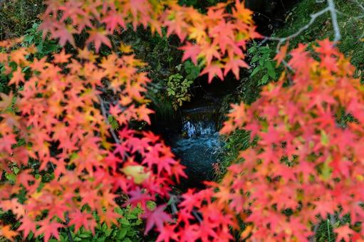 綺麗な清流と紅葉 紅葉,もみじ,清流の写真素材