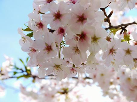 桜の写真