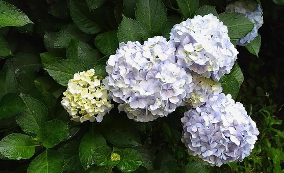 雨と紫陽花 雨と紫陽花の写真