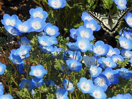 Nemophila clusters, JPG Nemophila clusters, JPG