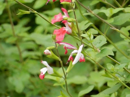 【花の写真】チェリーセージ チェリーセージ,植物,花の写真素材