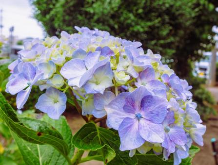 華麗なアジサイの花25 華麗なアジサイの花25の写真