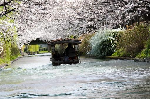 Photo, april, spring, cherry blossoms, 