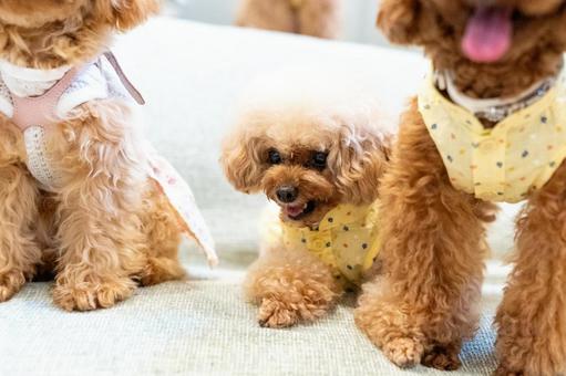 トイプードル トイプードル トイプードル,トイプー,パピーの写真素材