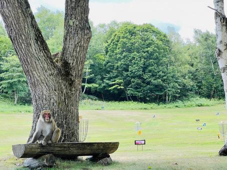 ニホンザルが見守るゴルフコース ニホンザルが見守るゴルフコース ニホンザル,猿,動物の写真素材