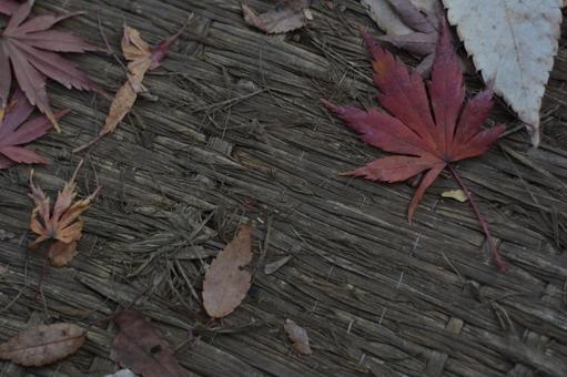 落ちた紅葉 落ちた紅葉の写真