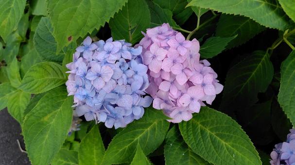 あじさい あじさいの写真