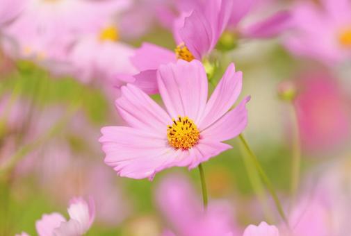 コスモスの写真