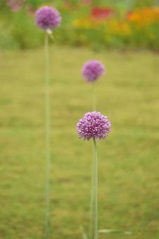 Allium, JPG Allium, JPG