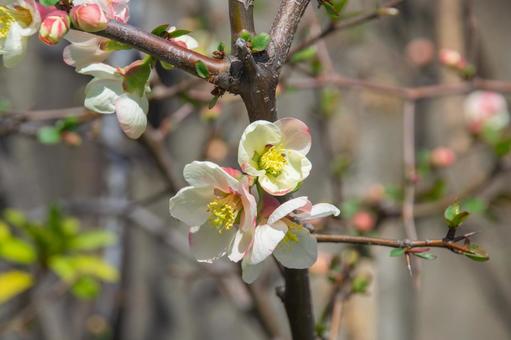 Japanese quince flower, JPG
