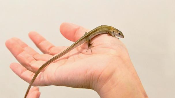  手のひらに乗る　二ホンカナヘビ 二ホンカナヘビ,カナヘビ科,トカゲの写真素材