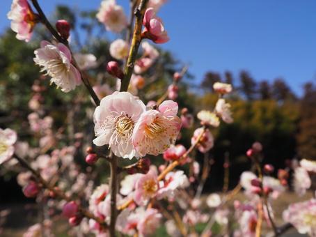 梅 梅,ピンク,白の写真素材