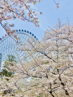 桜 桜の写真