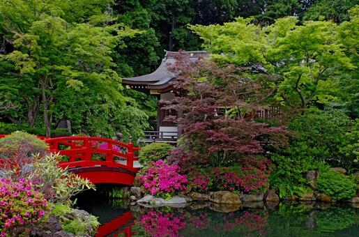 新緑の貫井神社 貫井神社,太鼓橋,神社の写真素材