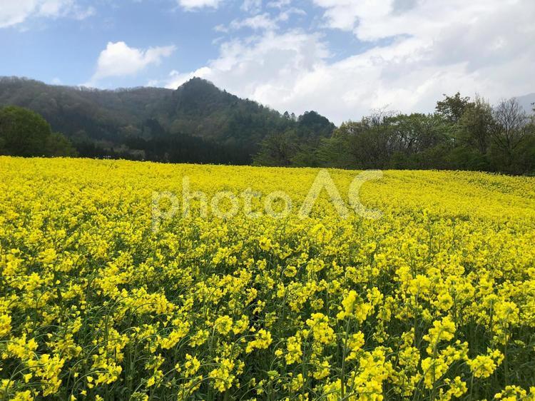 三ノ倉の菜の花畑 菜の花,春,黄色の写真素材