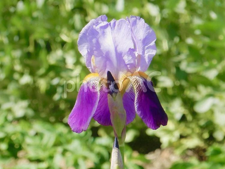 【花の写真】ジャーマンアイリスの花 ジャーマンアイリス,ドイツアヤメ,アヤメ科の写真素材