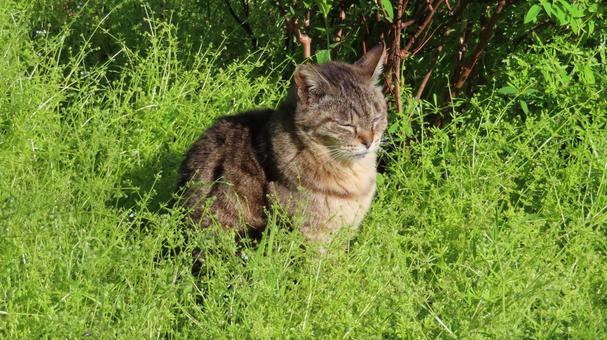 日向ぼっことお昼寝が日課のもふもふな猫様 日向ぼっことお昼寝が日課のもふもふな猫様 猫,キジトラ,眠り猫の写真素材