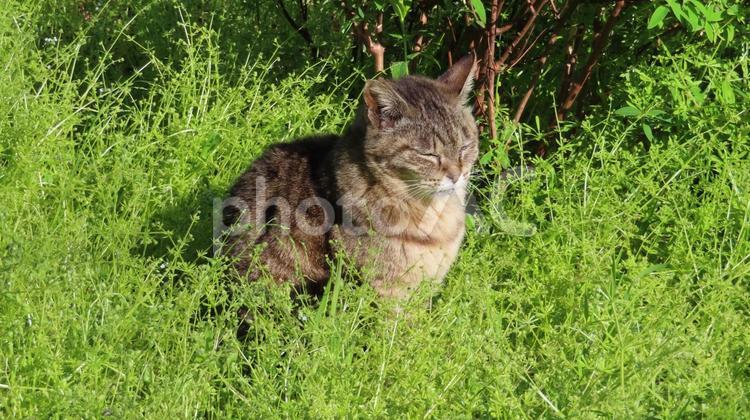 日向ぼっことお昼寝が日課のもふもふな猫様 猫,キジトラ,眠り猫の写真素材