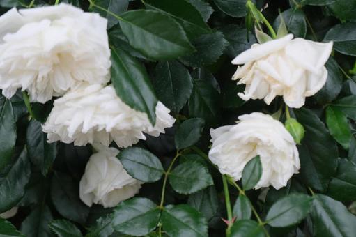 薔薇 薔薇の写真