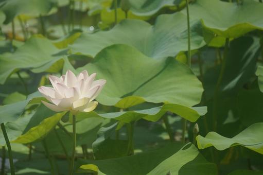 蓮 蓮 蓮,夏,自然の写真素材