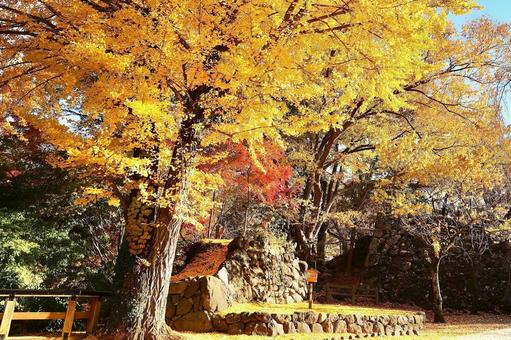 紅葉　長野県　懐古園 紅葉,長野県,懐古園の写真素材