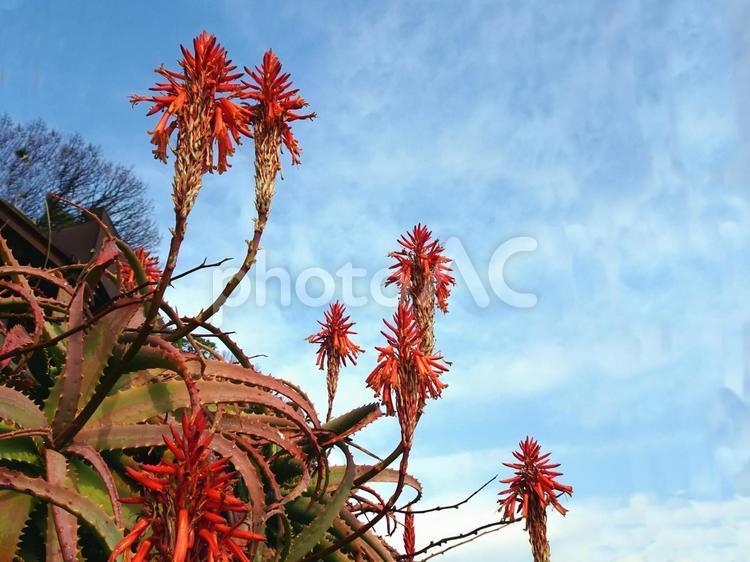 キダチアロエの花 キダチアロエの花,朱色の花,多肉植物の写真素材