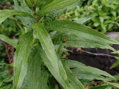 テントウムシとアブラムシ テントウムシとアブラムシ テントウムシ,アブラムシ,害虫の写真素材