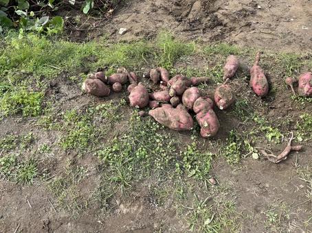 芋掘り 自然,さつまいも,フードの写真素材