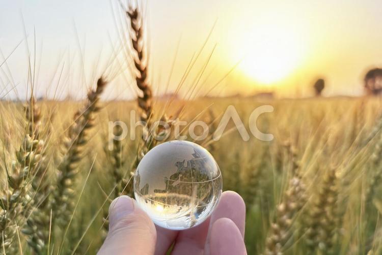 エコイメージ-夕日に輝く小麦畑と地球儀2 小麦,麦畑,地球の写真素材