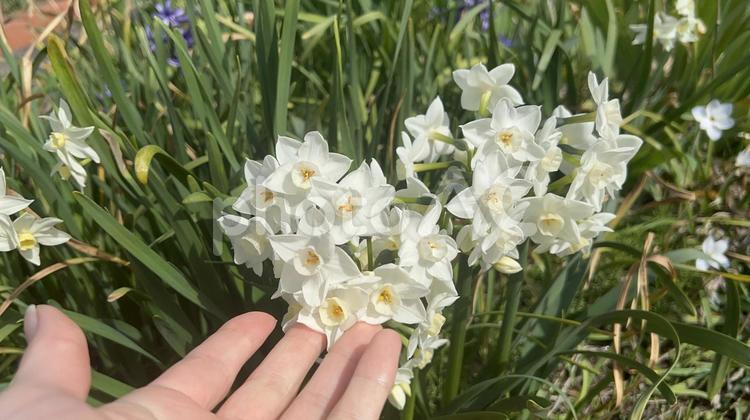 水仙の花と女性の手 春,背景,素材の写真素材