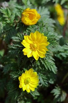 Flowers that bring happiness Flowers that bring happiness