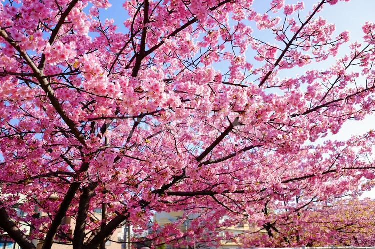 桜の木 春,植物,樹木の写真素材