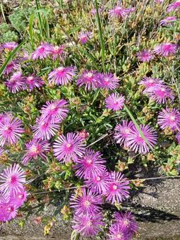 Photo, flower, natural, road side, 