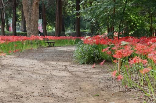 彼岸花 彼岸花の写真